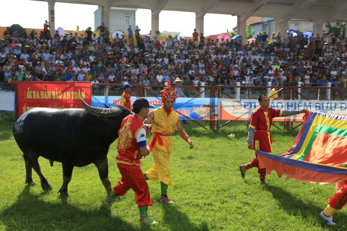 TRỰC TIẾP Lễ hội chọi trâu truyền thống Đồ Sơn 2025 trên VTVgo - Ảnh 2.
