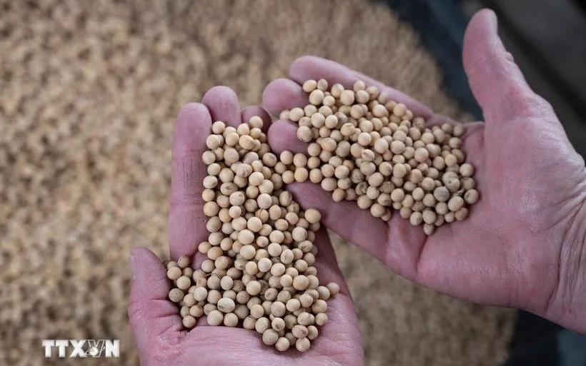 Nông dân thu hoạch đậu tương tại trang trại ở Scribber, bang Nebraska, Mỹ. (Ảnh: AFP/ TTXVN)